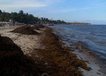 На пляжах Мексики появились водоросли 