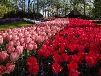 Туристы могут полюбоваться виртуальными цветочными фестивалями со всего мира