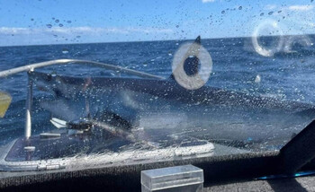 В Новой Зеландии большая акула запрыгнула в лодку к рыбакам (ВИДЕО)