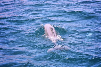 В Севастополе владелец дельфинария выбросил в море четырёх ручных дельфинов 
