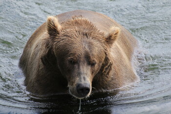 Раннее пробуждение медведей стало причиной закрытия части Прибайкальского нацпарка