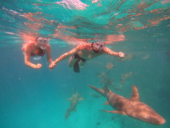 На Мальдивах туристку укусила крупная акула
