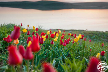 В Крыму исчезли поля краснокнижных тюльпанов