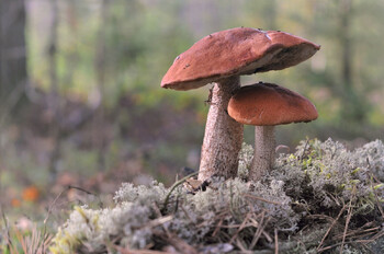 В лесах Подмосковья с начала сентября заблудились 245 грибников
