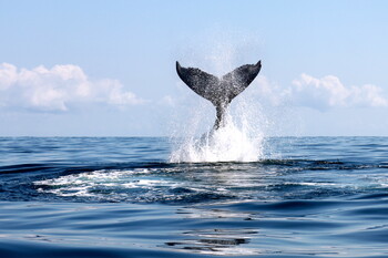 В Австралии кит врезался в виндсёрфера